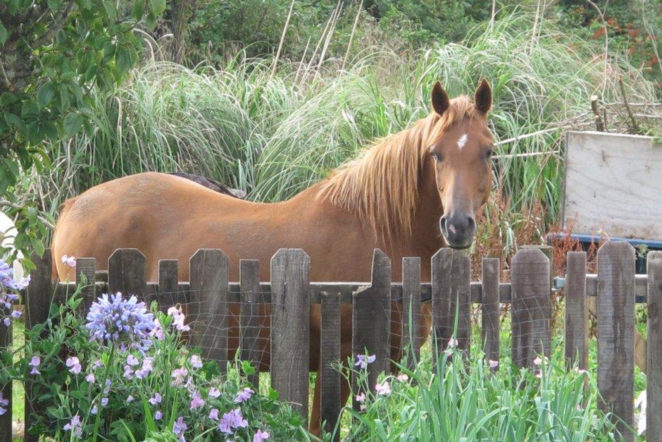 Little Paradise & Petting Farm Greymouth Eksteriør billede