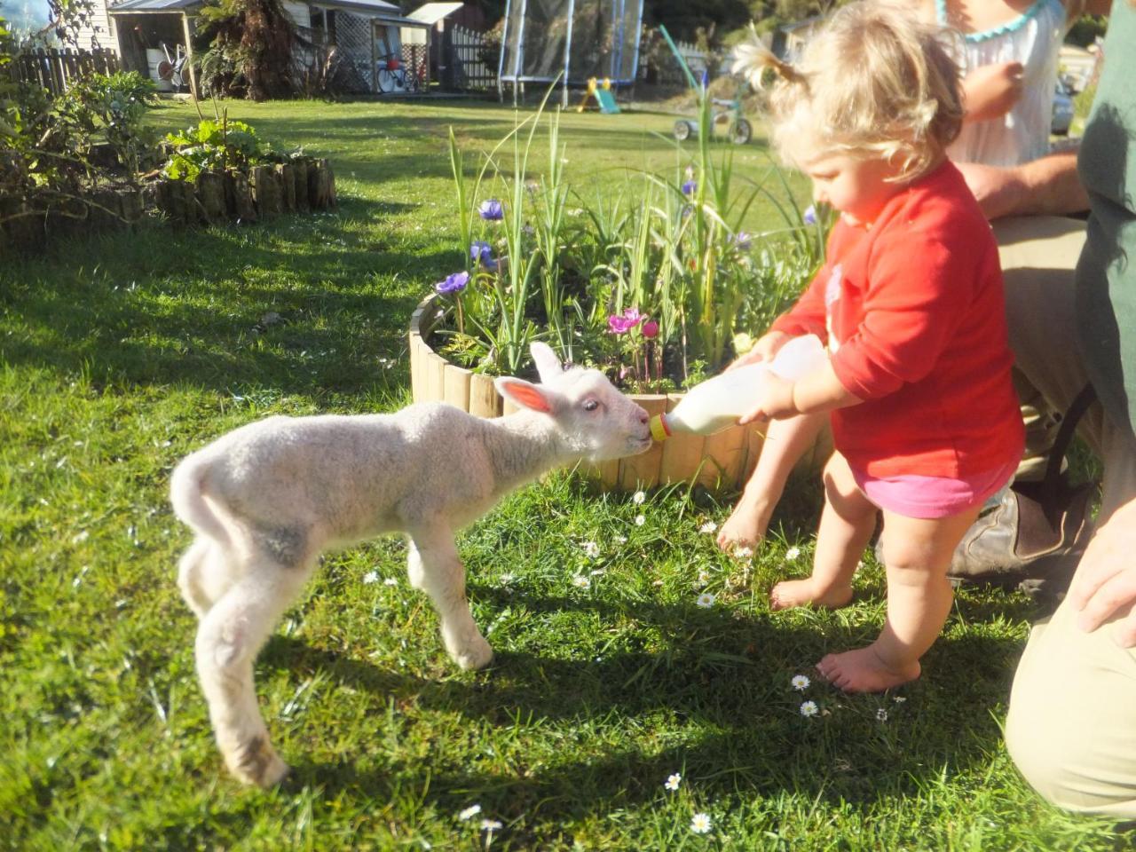 Little Paradise & Petting Farm Greymouth Eksteriør billede